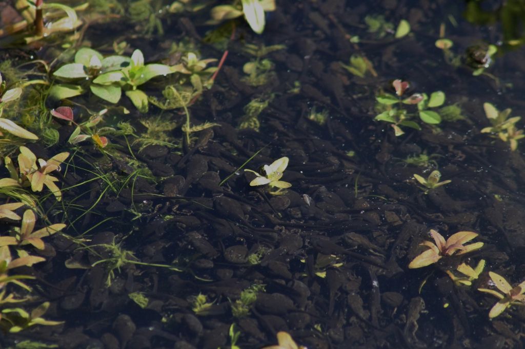 Girini e piccoli adulti di Bufo bufo